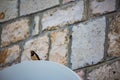 Singing swallow sits on satellite dish, Montenegro Royalty Free Stock Photo