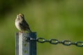 Singing even when chained Royalty Free Stock Photo