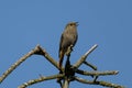 Singing female of Black redstart. Phoenicurus ochruros.