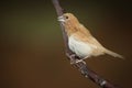 Singing Finch Royalty Free Stock Photo