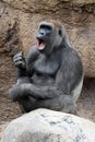 Singing Gorilla