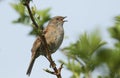 A singing Hedge Sparrow or Dunnock Prunella modularis perched in a tree.