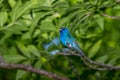 Singing indigo bunting Royalty Free Stock Photo