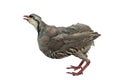 Singing Isolated quail on a white background