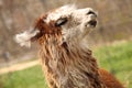 Singing llama