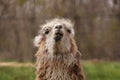 Singing llama