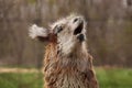 Singing llama