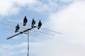 Singing Magpies on TV Antenna