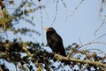 A singing male blackbird at evening time