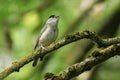 A stunning singing male Blackcap, Sylvia atricapilla, perched on a branch in a tree covered in lichen and moss.
