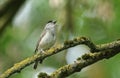 A stunning singing male Blackcap, Sylvia atricapilla, perched on a branch in a tree covered in lichen and moss.