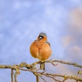 a Singing male Chaffinch on a branch Royalty Free Stock Photo