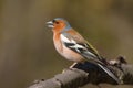 Singing male chaffinch Royalty Free Stock Photo