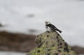 A singing male Snow Bunting Plectrophenax nivalis in summer plumage, high up in the Scottish mountains with a background of Sno Royalty Free Stock Photo