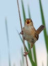 Singing Marsh Wren