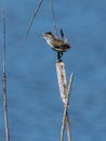 Singing Marsh Wren Royalty Free Stock Photo