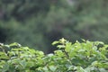 singing melodious warbler in a shrub