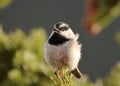 Singing Mountain chickadee