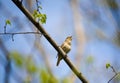 Singing nightingale Royalty Free Stock Photo