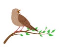 Singing Nightingale bird sitting on tree brunch Royalty Free Stock Photo