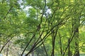 Singing Nightingale on the branches of a tree in the Park in the early morning among the gentle green vegetation