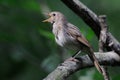 Singing nightingale in dark forest