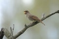 Singing nightingale on dry branch