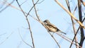 A singing nightingale sits on a branch