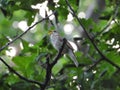 Singing nightingale on a tree branch Royalty Free Stock Photo