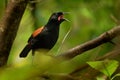 Singing North Island Saddleback - Philesturnus rufusater - tieke