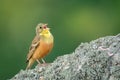 Ortolan Bunting & x28;Emberiza hortulana& x29;