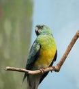 Singing parrot. Red-rumped parrot.