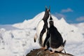 Singing penguins Royalty Free Stock Photo