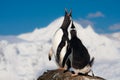 Singing penguins Royalty Free Stock Photo