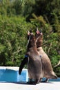 Singing penguins