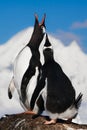 Singing penguins Royalty Free Stock Photo