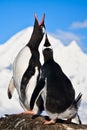 Singing penguins Royalty Free Stock Photo