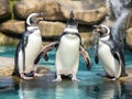 Singing penguins Royalty Free Stock Photo