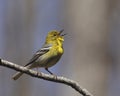 Singing Pine warbler, Setophaga pinus, portrait Royalty Free Stock Photo