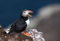 Singing puffin - Fratercula arctica Royalty Free Stock Photo