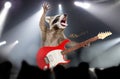 Singing raccoon performs on stage Royalty Free Stock Photo