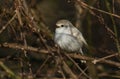 A singing rare Leucistic Robin Erithacus rubecula perched in a tree. Royalty Free Stock Photo