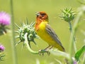 The singing red-headed bunting Emberiza bruniceps