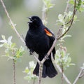 A singing redwing black bird perched on a twig.