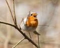 Singing Robin