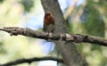 Singing robin on bare branch Royalty Free Stock Photo