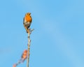 Singing robin