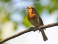 Singing Robin in spring