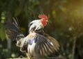 A singing rooster in the early morning Royalty Free Stock Photo