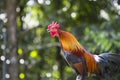 A singing rooster in the early morning Royalty Free Stock Photo